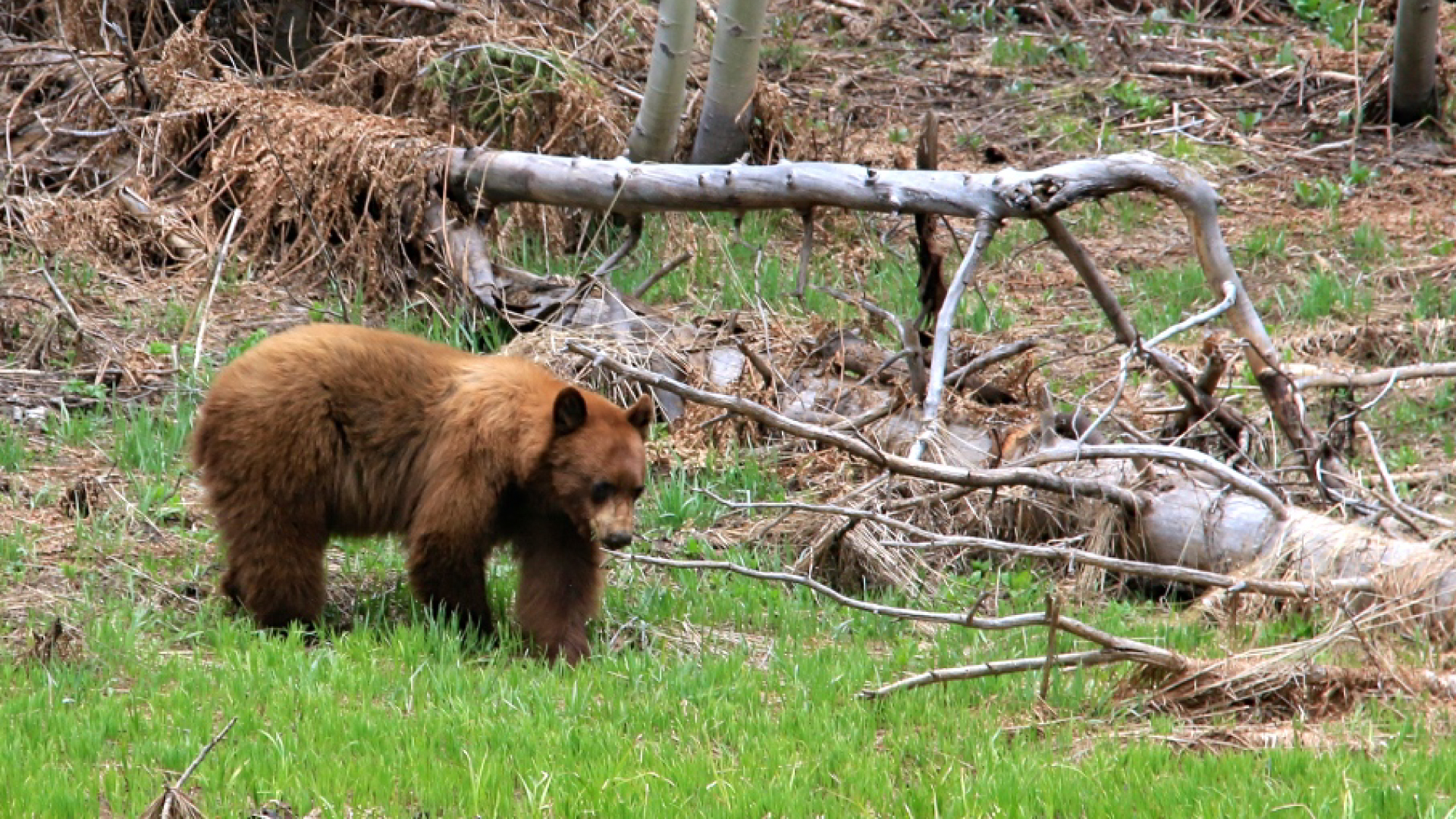 Yosemite-Group-One-Day-Tour-Black-Bear