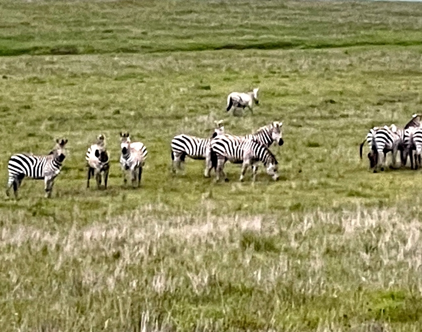 Hearst Castle Zebras