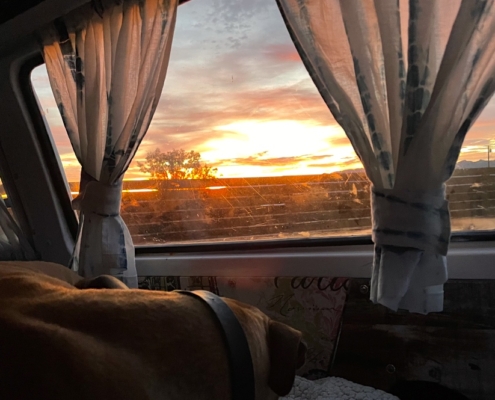 Inside VW Camper Tour with Dog