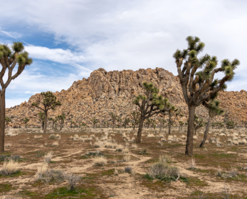 Joshua Tree Offsite Retreat