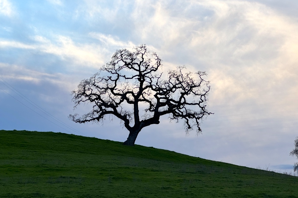 Napa Valley Countryside
