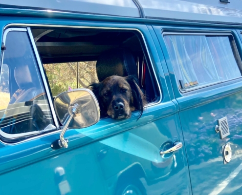 New Driver in Town