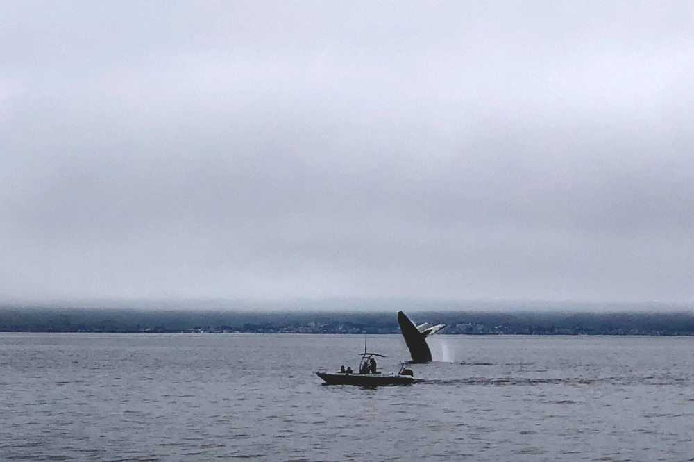 Whale Jumping California