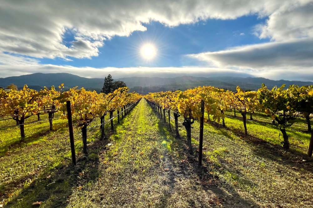Winery sunset Napa Valley
