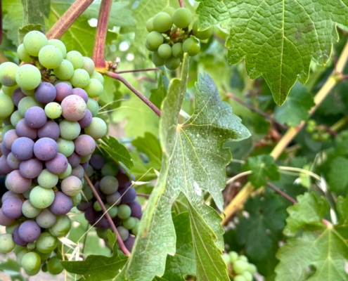 Napa Valley Grapes