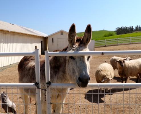 Napa Valley Donkey