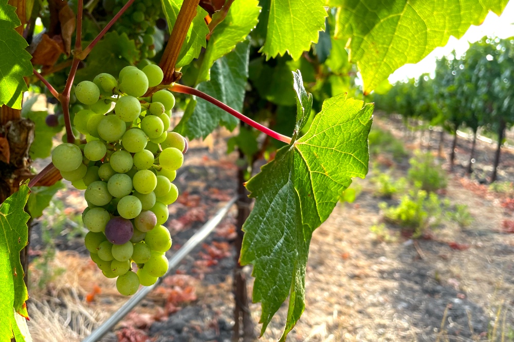 Luxury Wine Tour During Harvest