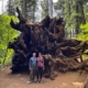 Big Trees Yosemite Offsite