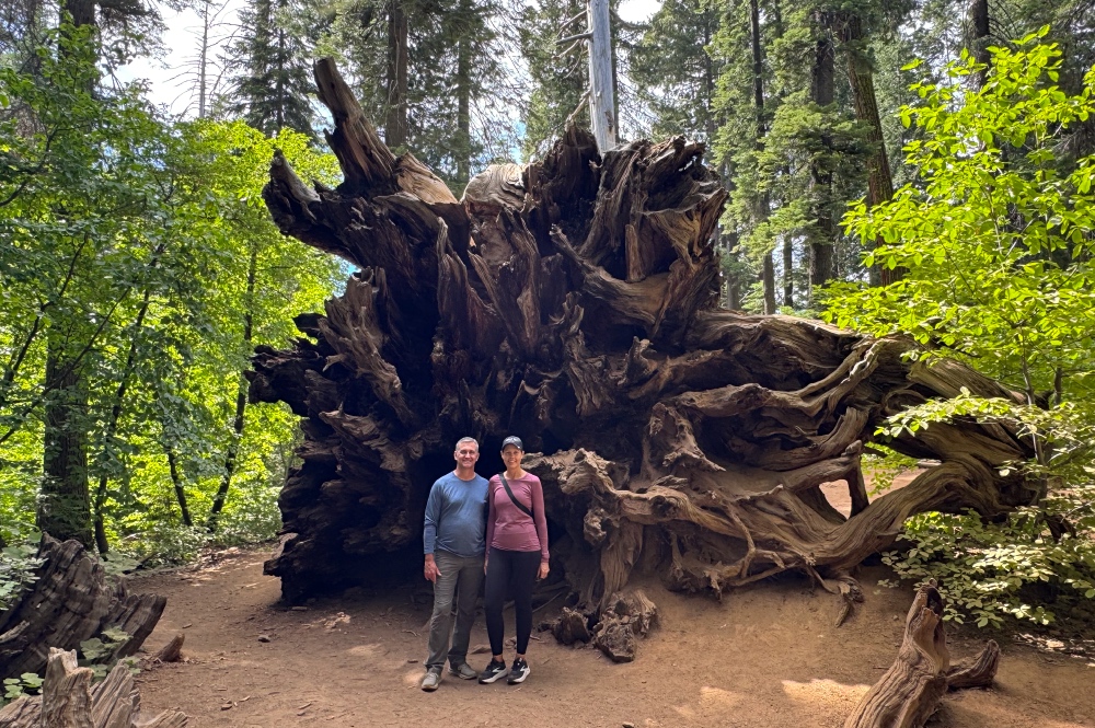 Big Tree Root on California Offsite