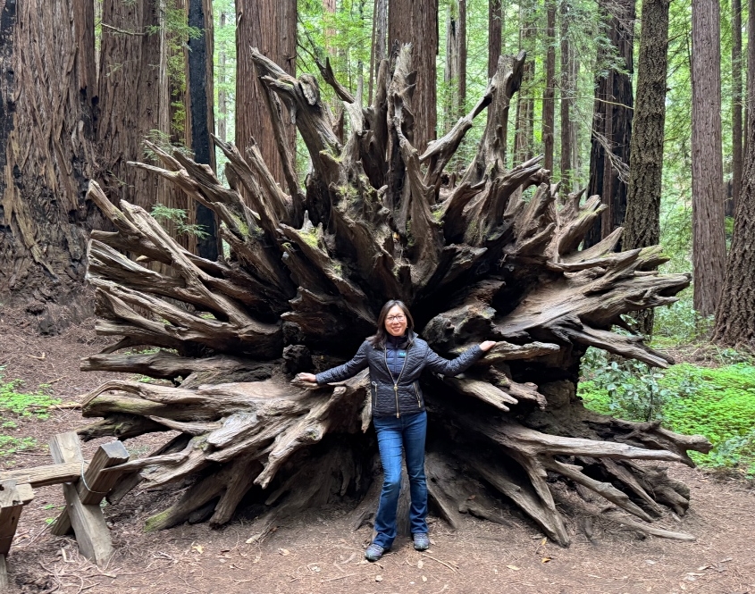 California Big Trees with Premium Wine Tasting